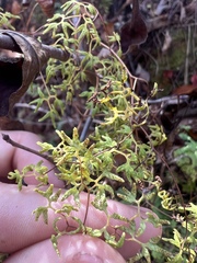 Lygodium palmatum