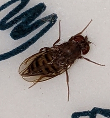 Drosophila
