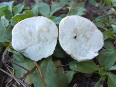 Lycoperdon pratense