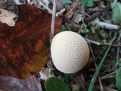 Lycoperdon pratense