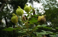 Hibiscus mutabilis