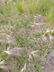 Bouteloua megapotamica