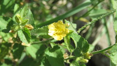 Malvaceae