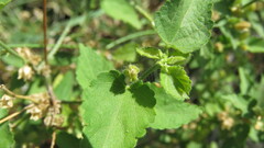 Malvaceae