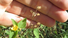 Malvaceae