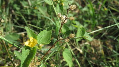 Malvaceae