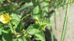 Malvaceae