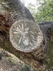 Phytophthora ramorum