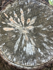 Phytophthora ramorum