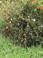 Portulaca