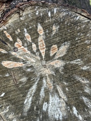 Phytophthora ramorum