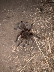 Theraphosinae
