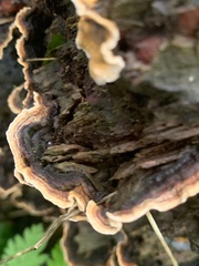 Stereum gausapatum