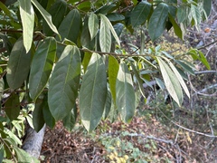 Prunus laurocerasus