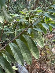 Prunus laurocerasus