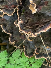 Stereum gausapatum