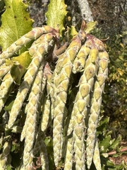 Garrya elliptica