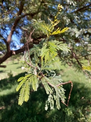 Vachellia nilotica