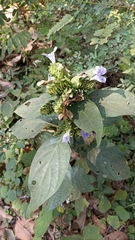 Barleria strigosa