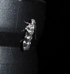 Chionodes obex