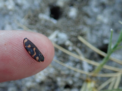 Cicindela haemorrhagica