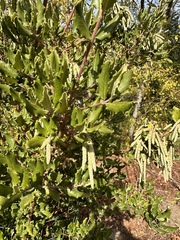 Garrya elliptica