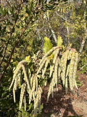 Garrya elliptica