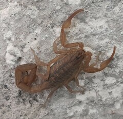 Centruroides limpidus
