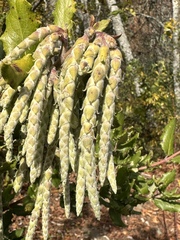 Garrya elliptica
