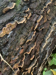 Stereum gausapatum