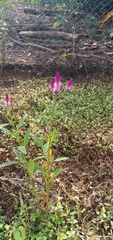 Celosia spicata