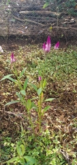 Celosia spicata