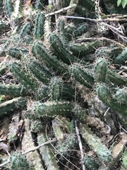 Echinocereus berlandieri