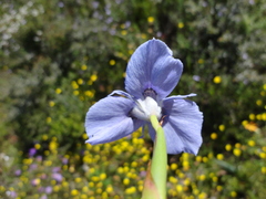 Moraea calcicola