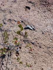 Gossypium davidsonii