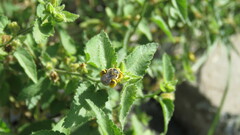 Diadasia