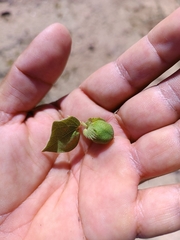 Gossypium davidsonii