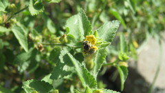 Diadasia