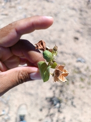 Gossypium davidsonii