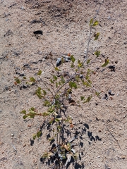 Gossypium davidsonii