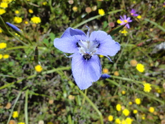 Moraea calcicola