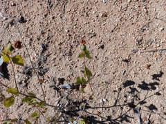 Gossypium davidsonii