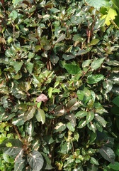 Graptophyllum