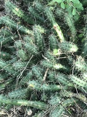 Echinocereus berlandieri