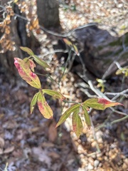 Vaccinium elliottii