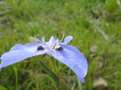 Moraea calcicola