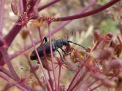 Neoplocaederus scapularis
