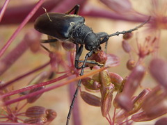 Neoplocaederus scapularis