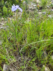 Moraea calcicola