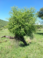 Ziziphus mucronata